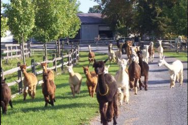 Champlain Valley Alpacas and Wedding Barn