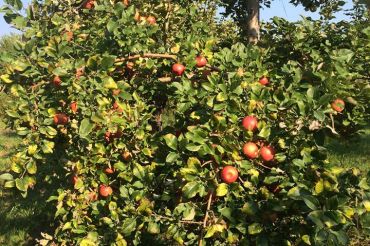 Connecticut Valley Orchard