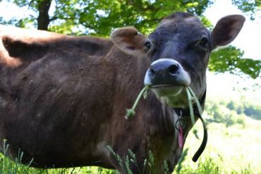 Kiss the Cow Farm