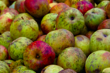 Dolly Gray Orchard