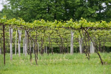 Lincoln Peak Vineyard and Winery