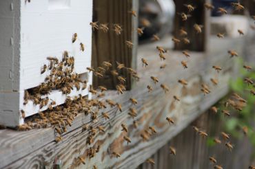 Golden Well Farm & Apiaries
