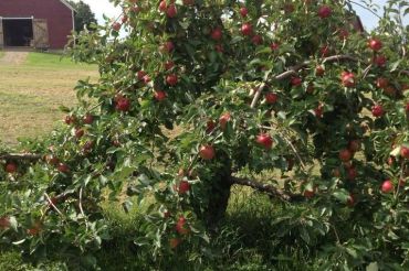 Chapin Orchard