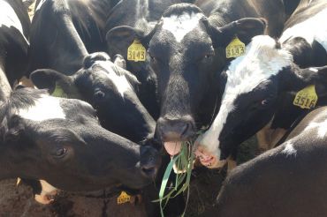 Monument Farms Dairy