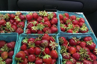 Norris Berry Farm