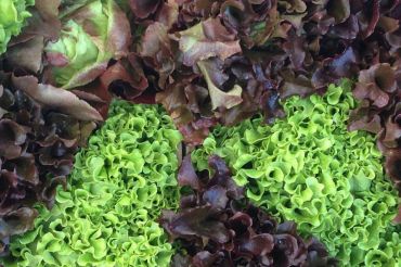 Norwich Farmers Market - Winter