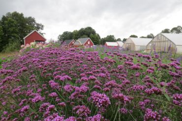Root 5 Farm
