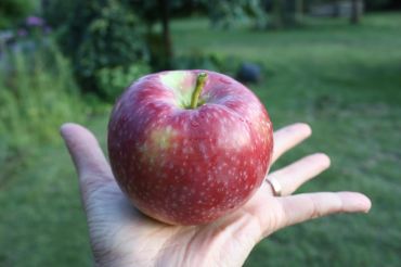 Sunrise Orchards