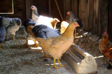 The Barn Yard