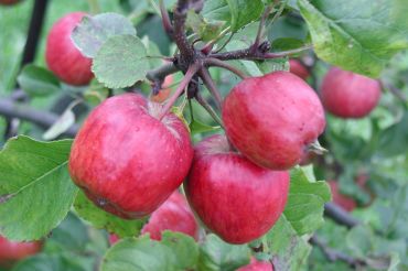 VTC Apple Orchard