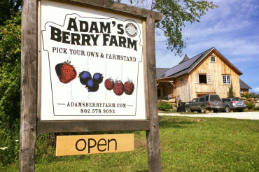 Art on the Farm at Adam's Berry Farm | Open Farm Week 2024